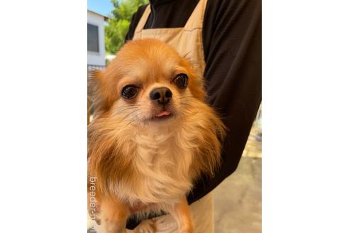 販売中のチワワ(ロングコート)の親犬